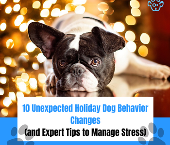 10 Unexpected Holiday Dog Behavior Changes (and Expert Tips to Manage Stress)
