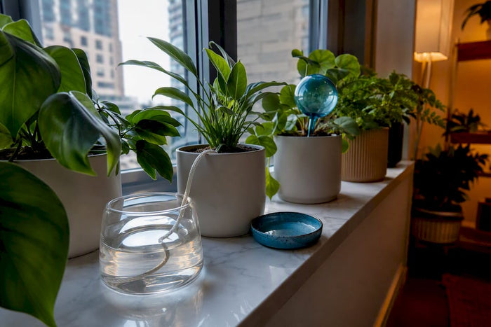 Houseplants prepared with self-watering systems