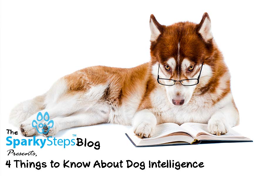 4 Things To Know About Dog Intelligence – Sparky Steps