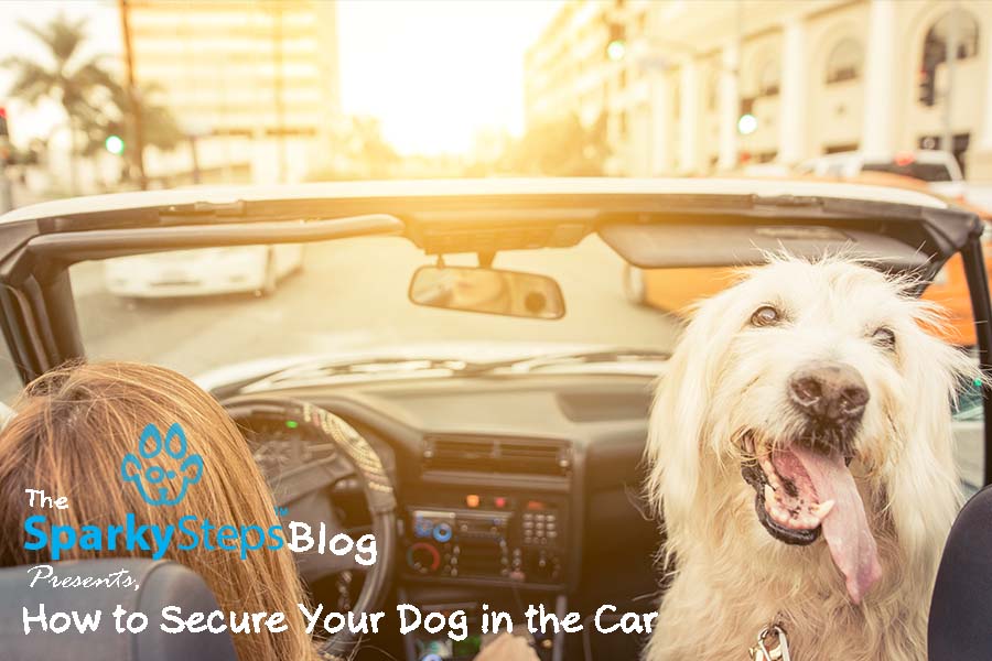 How to Secure Your Dog in the Car Sparky Steps