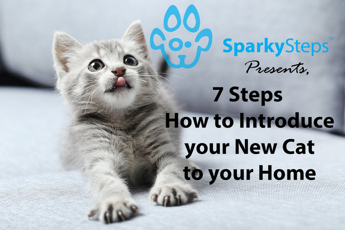 Introducing new cats to your home