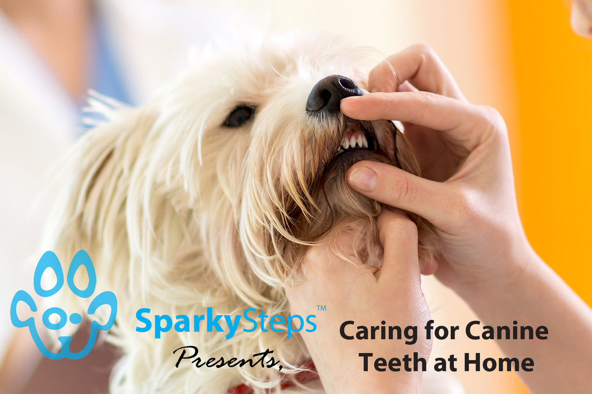 Caring for Canine Teeth at Home Sparky Steps
