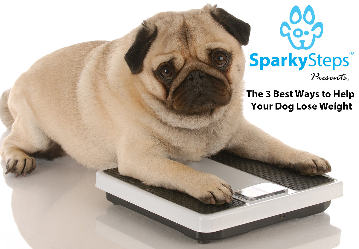 The 3 Best Ways to Help Your Dog Lose Weight Sparky Steps