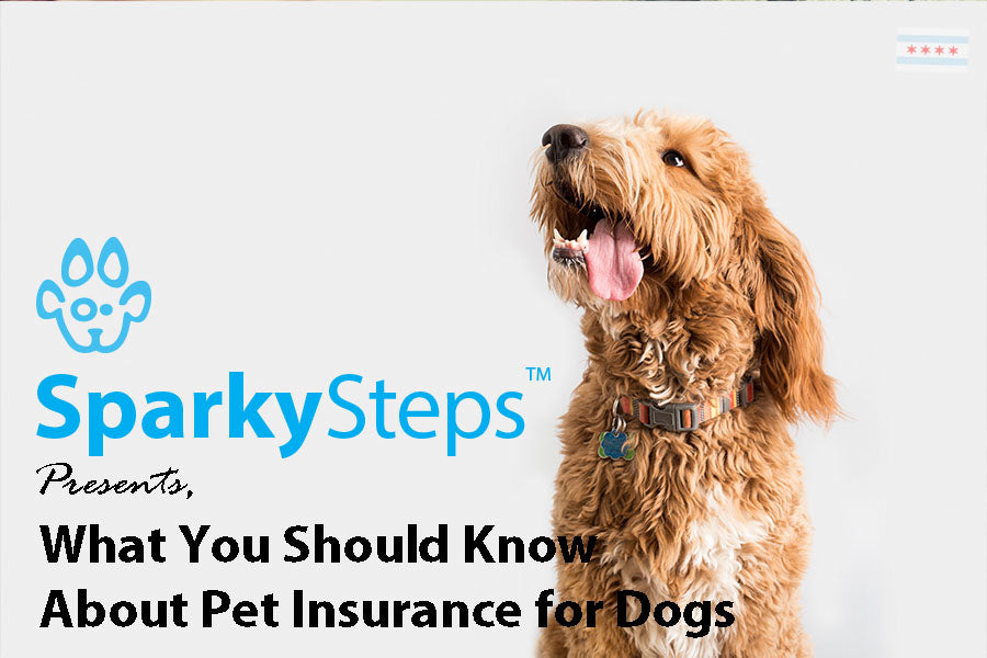 What You Should Know About Pet Insurance for Dogs