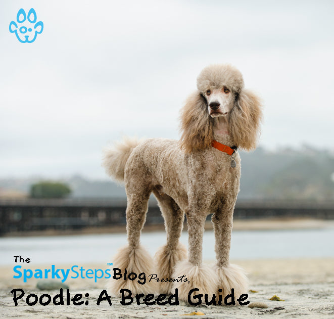 Poodle: A Breed Guide