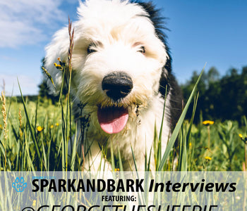 Interview With GeorgeTheSheepie