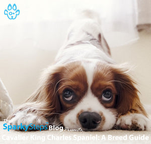 Cavalier King Charles Spaniel: A Breed Guide