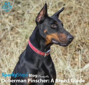 Doberman Pinscher: A Breed Guide