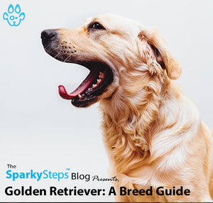 Golden Retriever: A Breed Guide