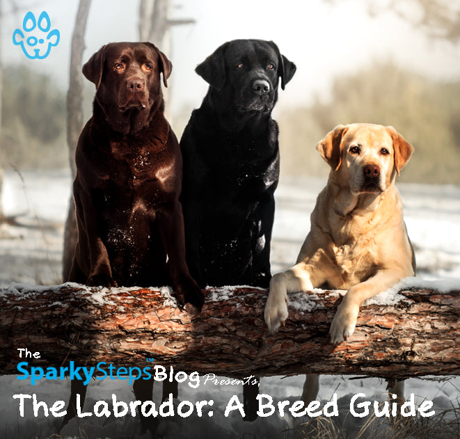 Chocolate lab guide dog shop
