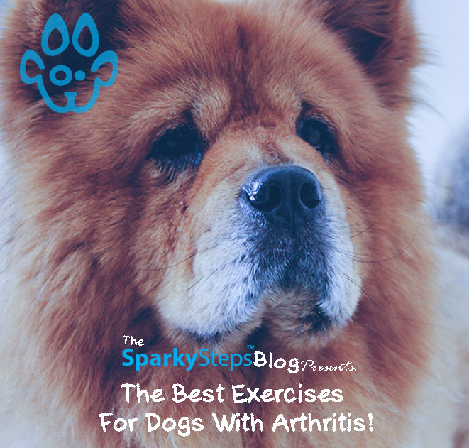 The Best Exercises For Dogs With Arthritis Sparky Steps