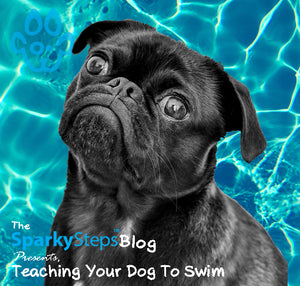 Teaching Your Dog to Swim