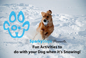 Fun Activities to do with your dog when it's Snowing!