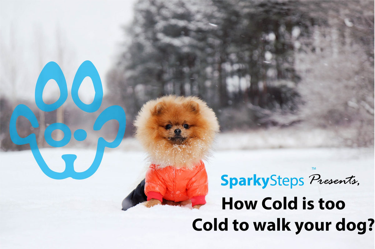 How Cold Is Too Cold To Walk Your Dog – Sparky Steps