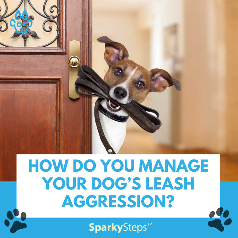 How Do You Manage Your Dog’s Leash Aggression? Sparky Steps