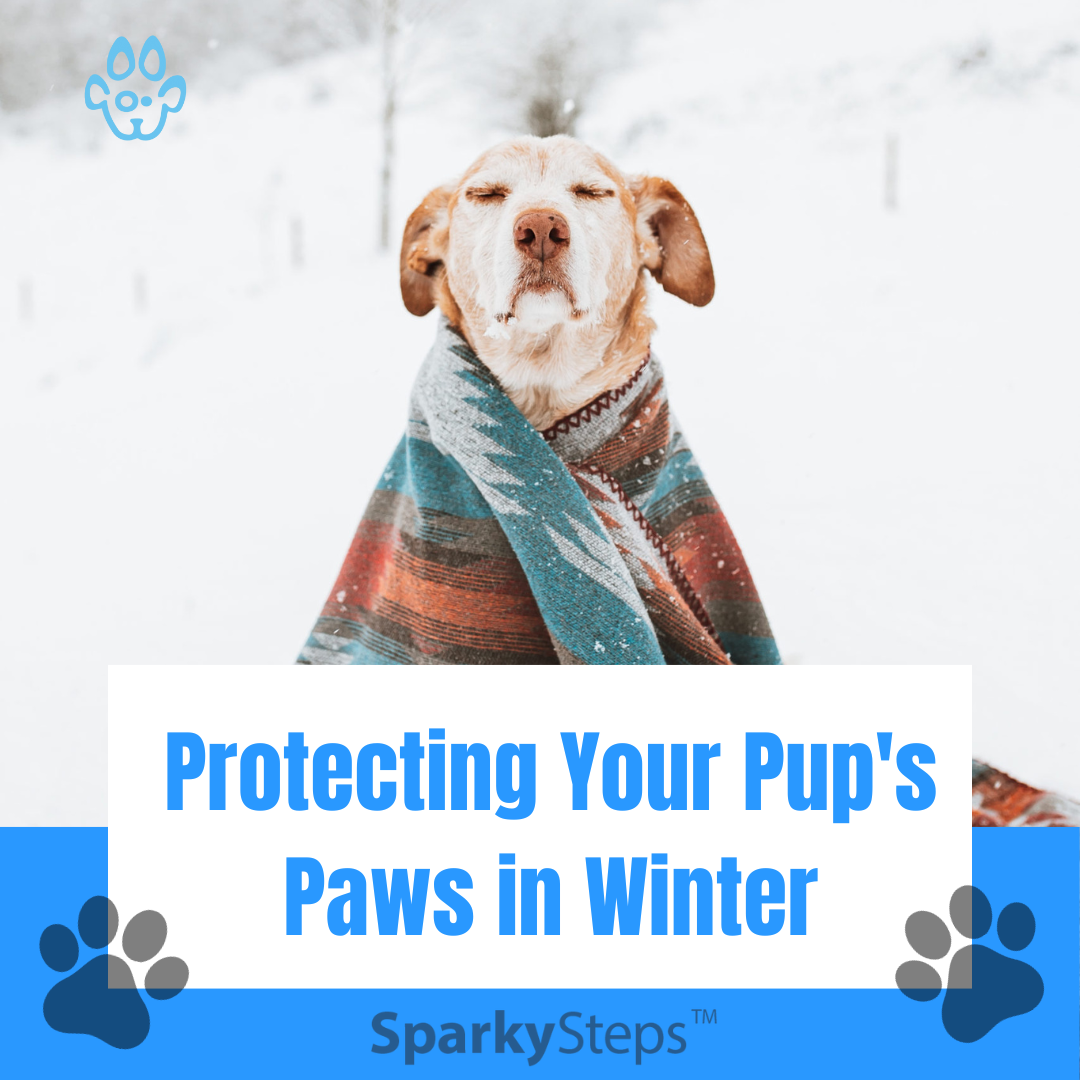 Protect Your Pups Paws in Winter Article Image - Image of dog in winter landscape with a blanket on him. 