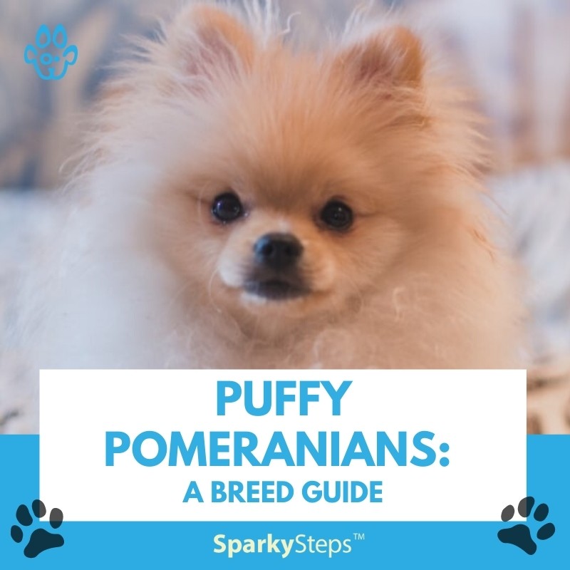 Shops pom puff dog