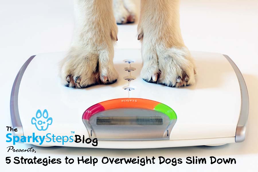 5 Strategies to Help Overweight Dogs Slim Down Sparky Steps