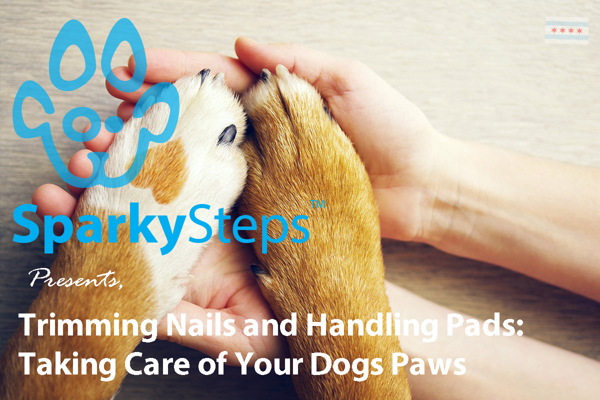 Trimming Nails and Handling Cracked Pads Taking Care of Your Dogs Paw