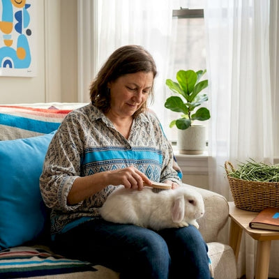 Rabbit Care in Chicago: Your 2026 Expert Guide