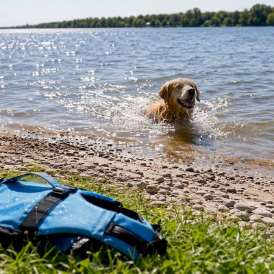 Dog Swimming Near Me: Where to Go and What to Check