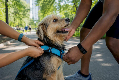 Prong Collar vs Harness: Front Clip First for Chicago Dog Parents