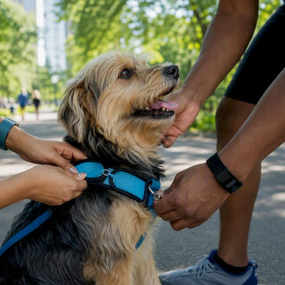 Prong Collar vs Harness: Front Clip First for Chicago Dog Parents