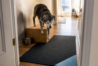 3 AAHA Backed Home Moves That Add Years to Senior Dogs