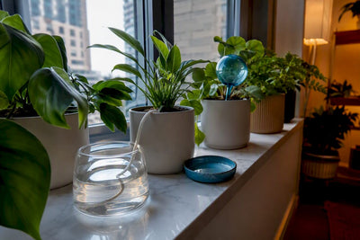 Chicago Plant Parents: Plant Care While Traveling 1–5, 6–14, 15+ Days