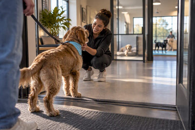5 Quick Checks to Choose Boarding vs Daycare for Your Dog