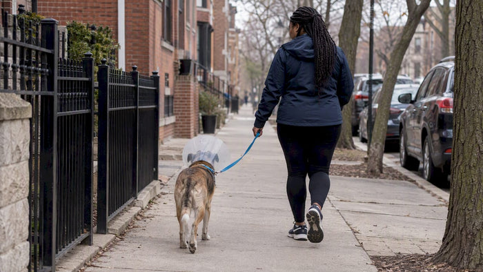 Walker escorting recovering dog on leash