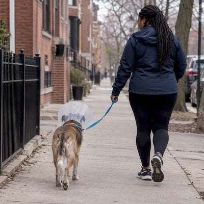 Start 5 Minute Walks: Vet Aligned Post Surgery Dog Walks Chicago