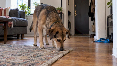 Urban Dog Enrichment for Small Apartments: Chicago Walker Help