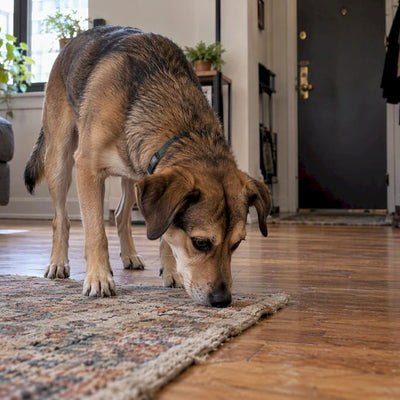 Urban Dog Enrichment for Small Apartments: Chicago Walker Help