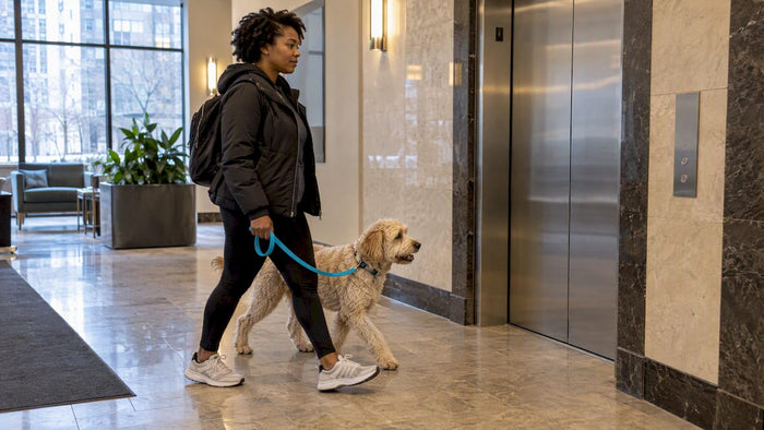 Walker guiding a dog through a Chicago high-rise