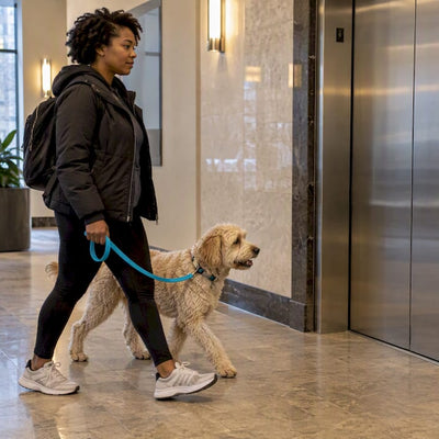 High Rise Dog Walking in Chicago: 6 Checks Before You Hire