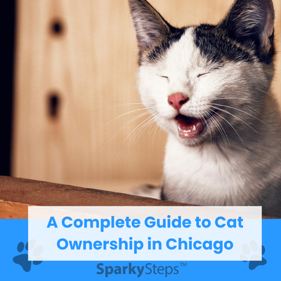 A Complete Guide to Cat Ownership In Chicago