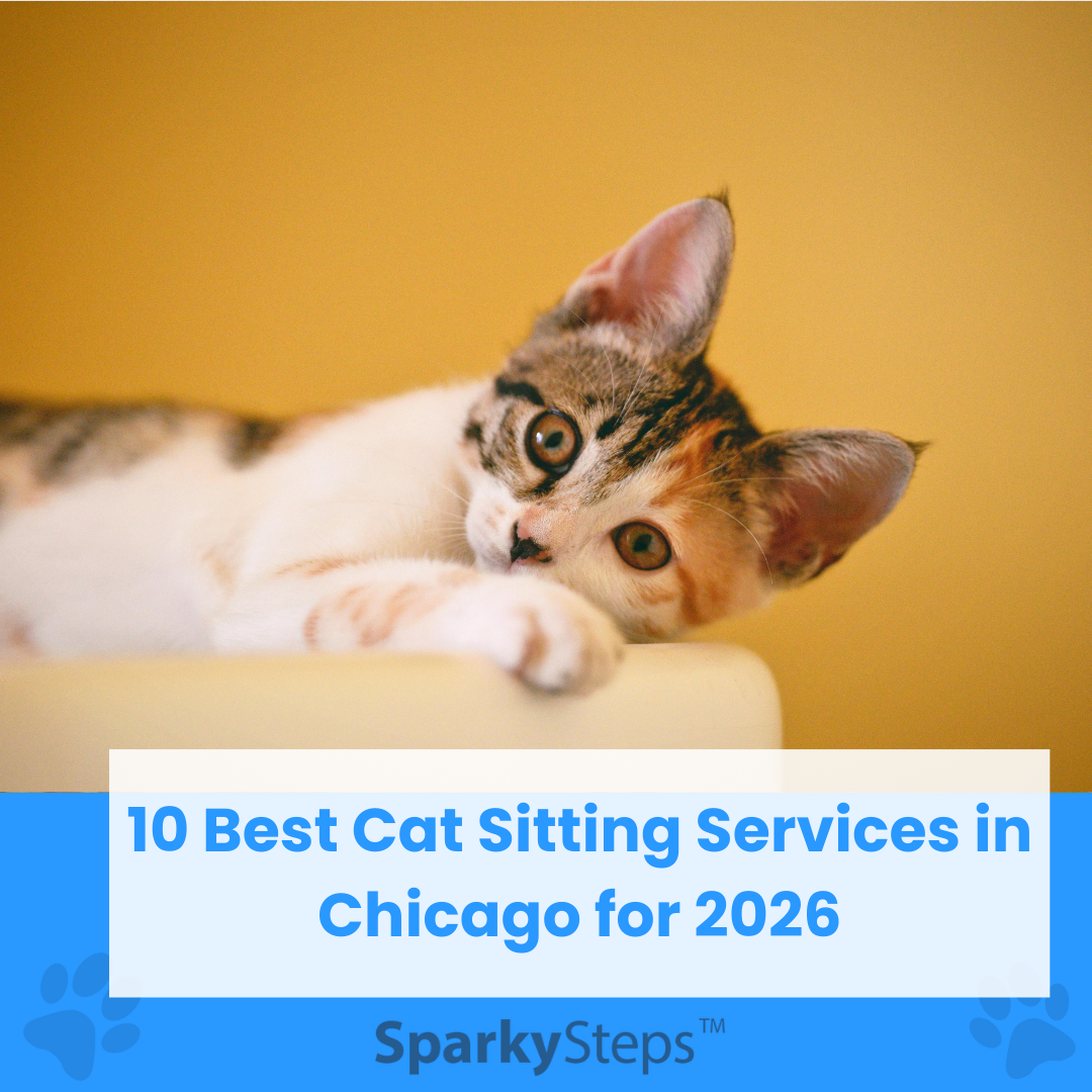 Cool Review About Cat Sitting Service Chicago
