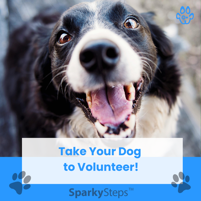 Take Your Dog to Volunteer: Therapy Dog Benefits & Requirements