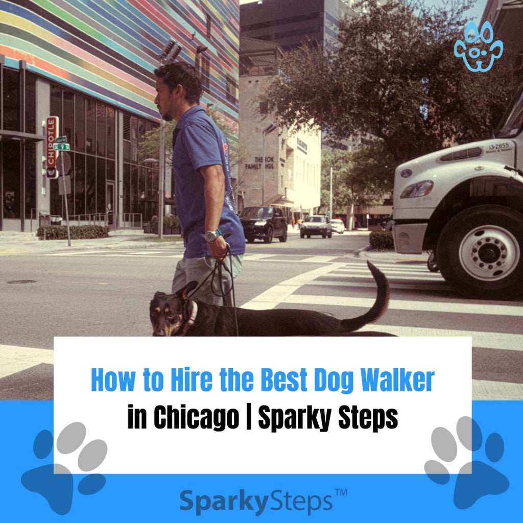How to Hire the Best Dog Walker in Chicago | Sparky Steps