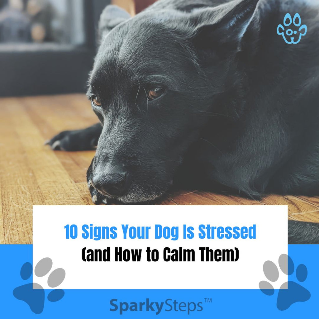 10 Signs Your Dog Is Stressed (and How to Calm Them)