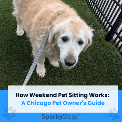 How Weekend Pet Sitting Works: A Chicago Pet Owner's Guide