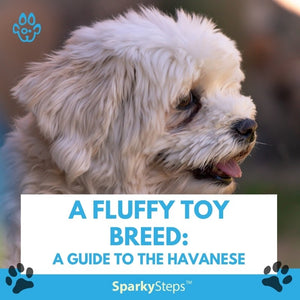 A Fluffy Toy Breed: A Guide to the Havanese