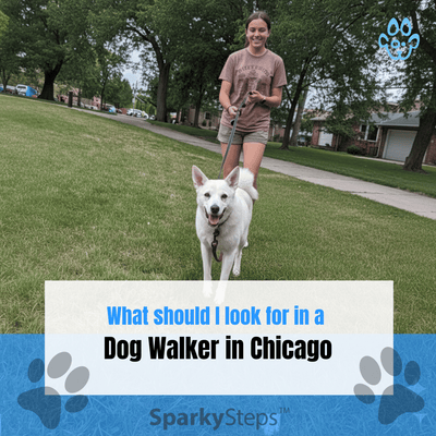 What Should I Look for in a Dog Walker in Chicago