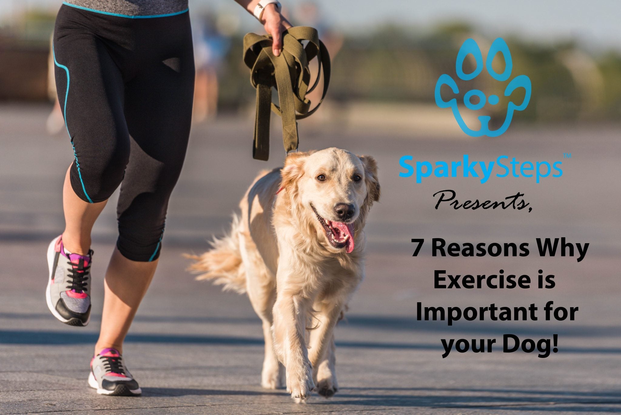 Why Exercising Your Dog Is Important