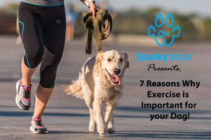7 Reasons Exercise is Important for Your Dog