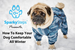 How to Keep Your Dog Comfortable All Winter