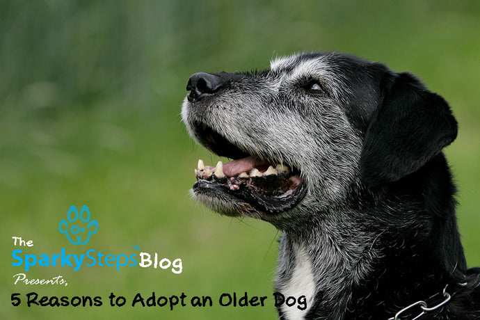 5 Reasons to Adopt an Older Dog