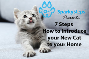 How to Introduce a Cat to a New Home