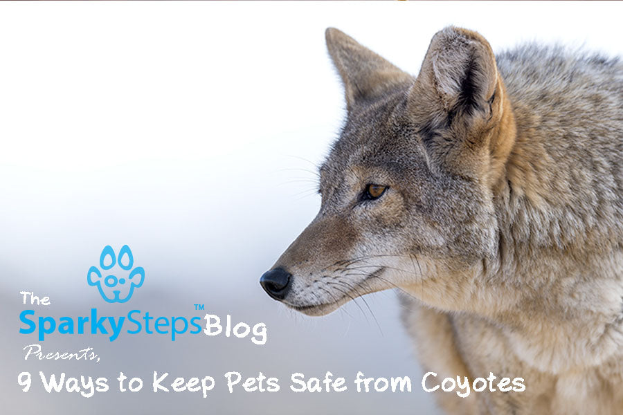 9 Ways to Keep Pets Safe from Coyotes
